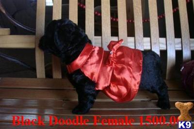 RED MINI GOLDENDOODLES