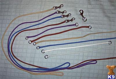 Paracord Collars  Leads - custom made