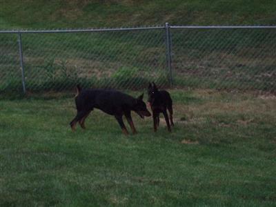 West Run Black Smoodge Mcdug