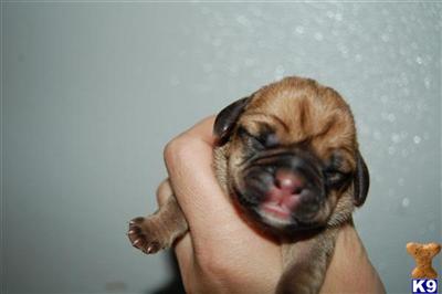 Puggle puppies ready for Christmas