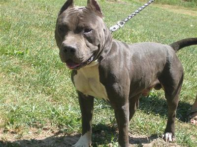 Lucifer   UKC Purple Ribbon  Great Bloodline