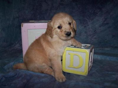Beautiful goldendoodle girl Tia
