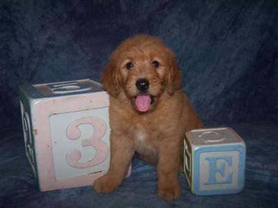 loving goldendoodle boy Milo- great with kids and other animals