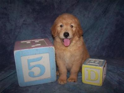 Registered goldendoodle boy Joey great with kids