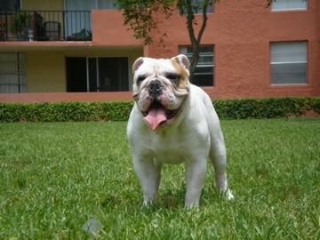 Tyson