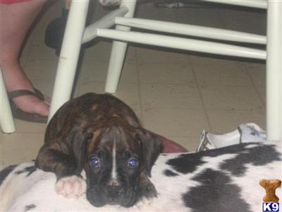 Female reverse brindle boxer