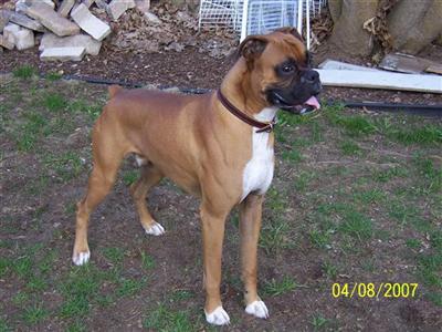 Drake of Dutchess Von Hooch