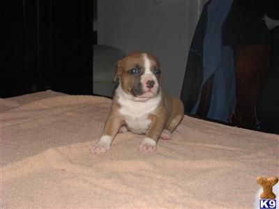 Blue Pit, great blood line ABKC, UKC