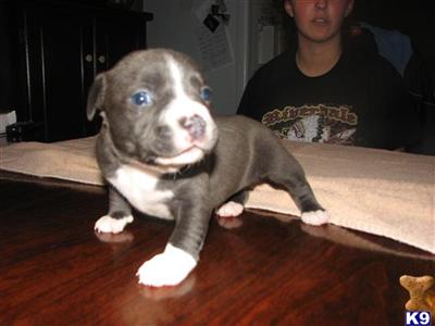 Blue Pit, great blood line ABKC, UKC