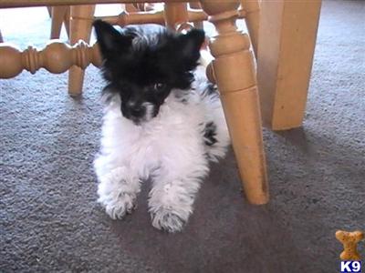 Champion Line Chinese Crested Puppies - 2 Puffs and 1 Hairless girl available
