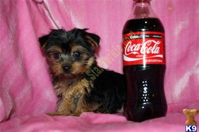 Tiny Teacup Puppies Available Now