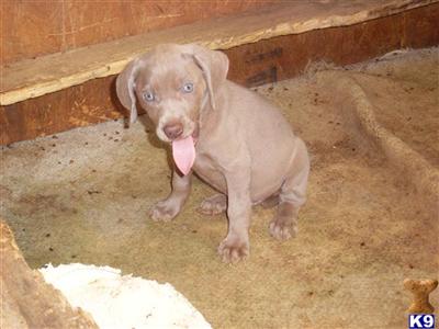 Weimaraner Puppies