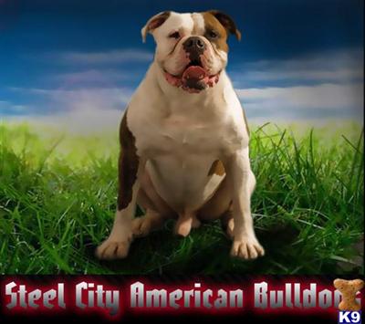 Steel City American Bulldogs for sale 