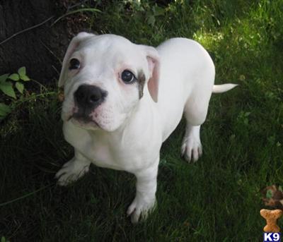 American Bulldog Female