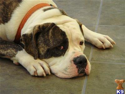 American bulldogs
