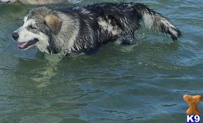 St Francis Malamutes