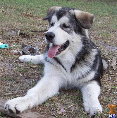 St Francis Malamutes