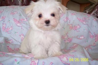 Sugar Babies Maltese Lil Girlz