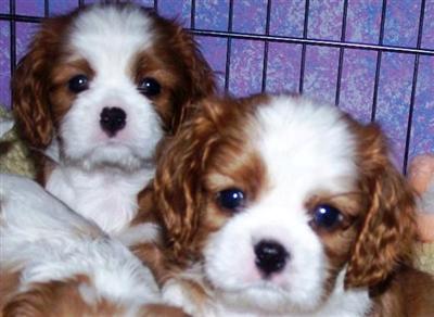 Male Blenheim Puppies