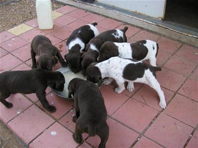 GSP puppies
