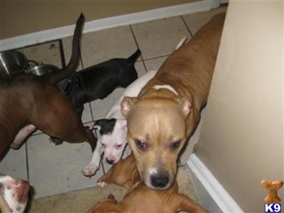 litter for sale 