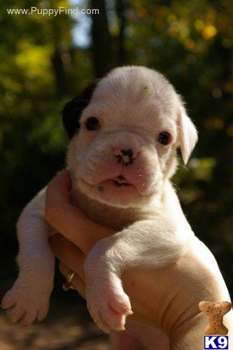 Beautiful champion-sired Euros