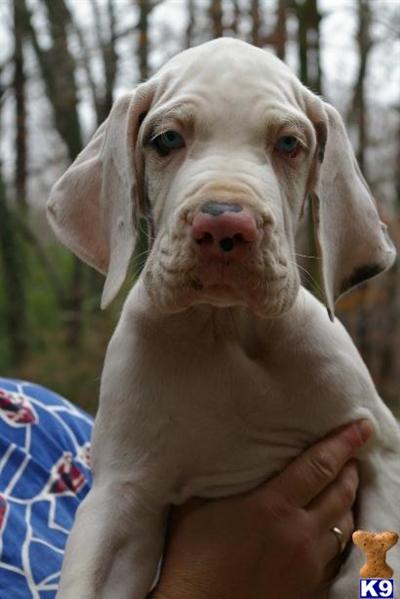 European breeding the best lines great conformation large heads strong built champion pedigree