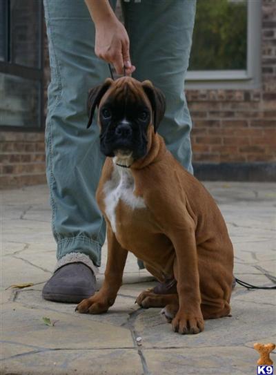 Fantastic Euro-bred pups, champion parents