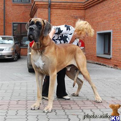 Extra large, super thick, with enormous heads, CH-sired Euros