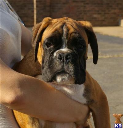 Fantastic Euro-bred pups, champion parents