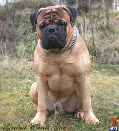 Multi-CH pedigree, European bloodlines only