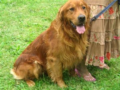 Sir Lancelot the Gentle