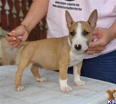 miniature Bull Terrier puppy for sele