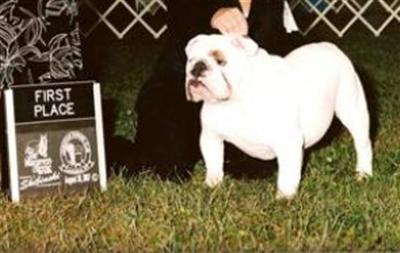 Champion Sired AKC Stud Cena