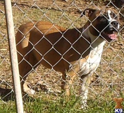  Roxie 2 ADBA registered pit ~ Ready Now