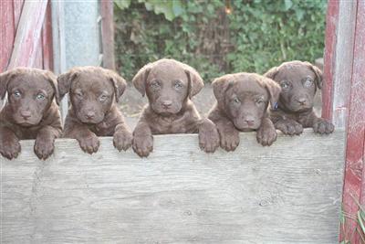 Chesapeake Bay Retriever Pups For Sale