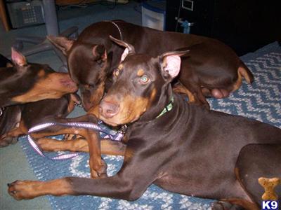 Doberman puppies