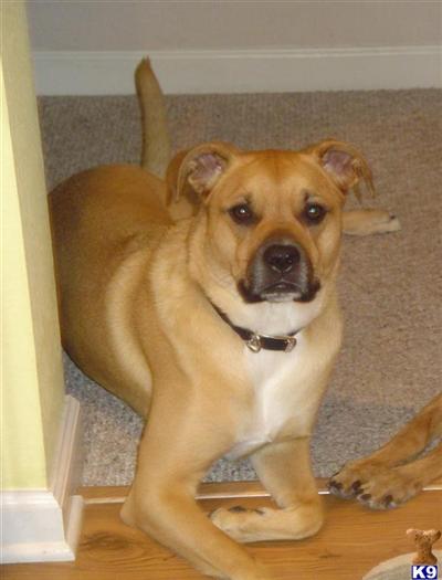 Jada - Lab / Pit Bull Mix 