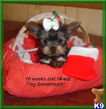 TINY TEACUP YORKIE BABIES -from $1000 up- SEVERAL TO CHOOSE FROM 