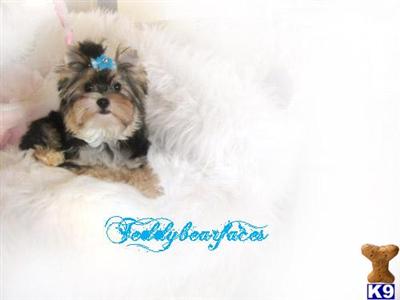 T-cup Morkie Versace