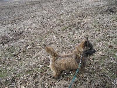 Westies ready for lifelong commitment