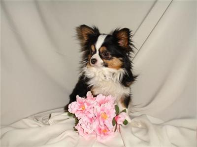 TERRYS TING CHICOMAN