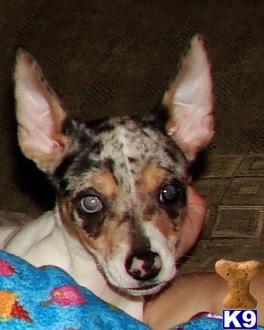 Exotic and Unique Rat Terrier SALE