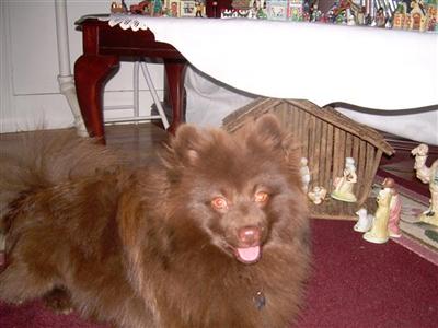 Bear