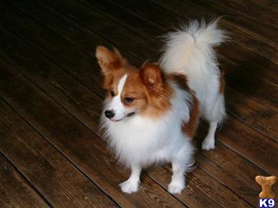 Toby