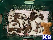 AKC St. Bernard puppies