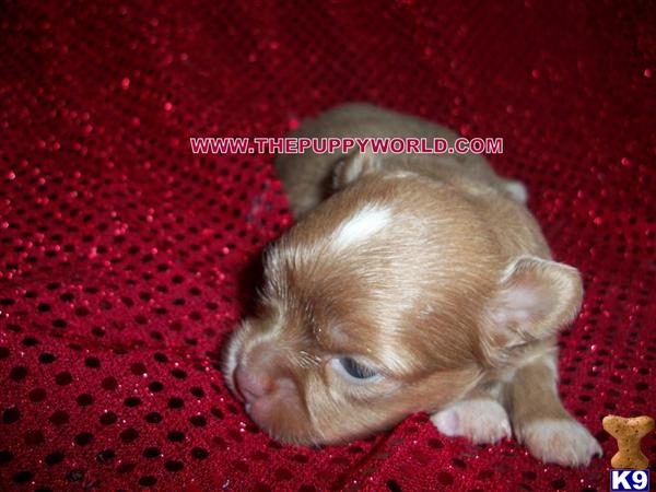 long haired chihuahua puppies for sale. GORGEOUS LONG HAIR PUPPIES