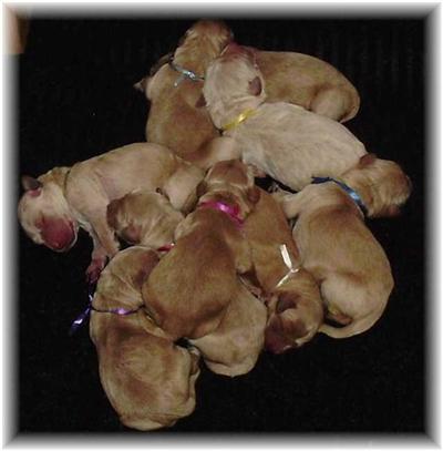 Hey DOOD We have doodle puppies NOW