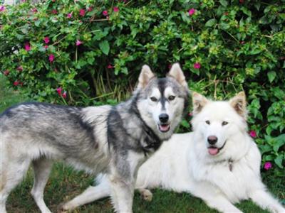  Wolf Husky Puppies