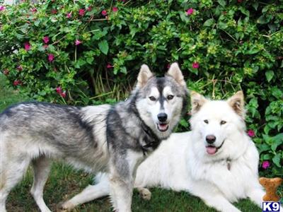 Wolf Husky Puppies